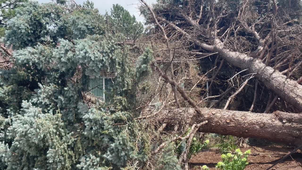 A home in Centennial Colorado is crushed under a tree blown over by strong winds during the summer of 2025