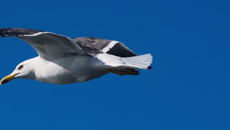 seagull soaring against blue sky background