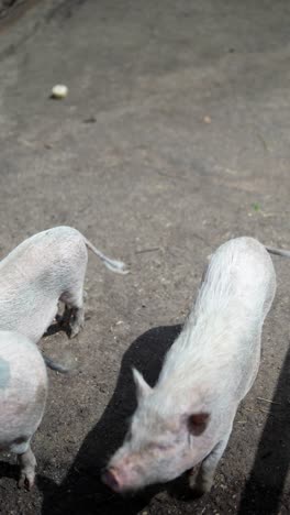 pigs on a farm