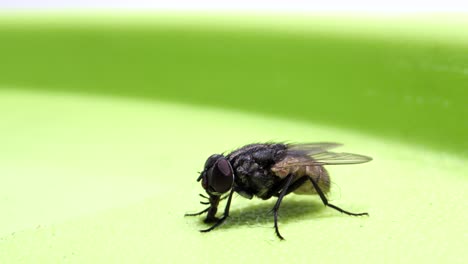 Fly-sitting-on-box-and-sucking_micro-lens