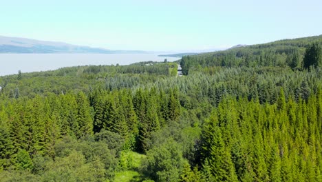 Lush-green-pine-forest-of-Hallormsstaður-national-park-in-Iceland,-aerial