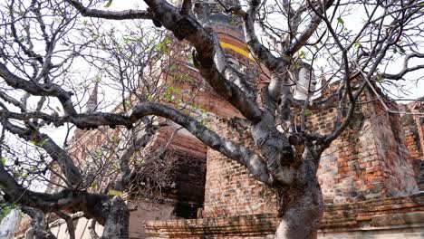 pagoda behind a large tree in ayutthaya