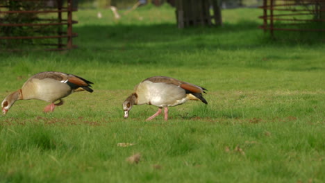 Ägyptische-Gänse-Gehen-Auf-Der-Wiese-Des-Buschigen-Parks-Auf-Futtersuche