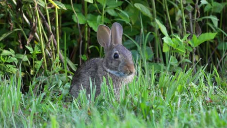 Un-Conejo-Sentado-En-La-Exuberante-Hierba-Verde-De-Verano-Pastando-En-Las-Piezas-Elegidas