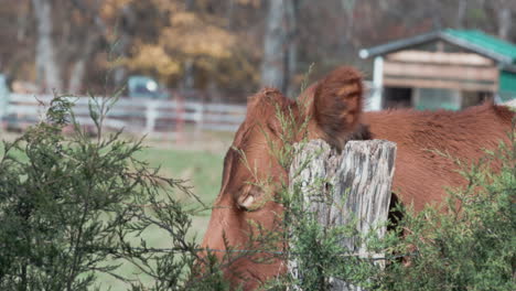 Brown-cow-near-fence-post