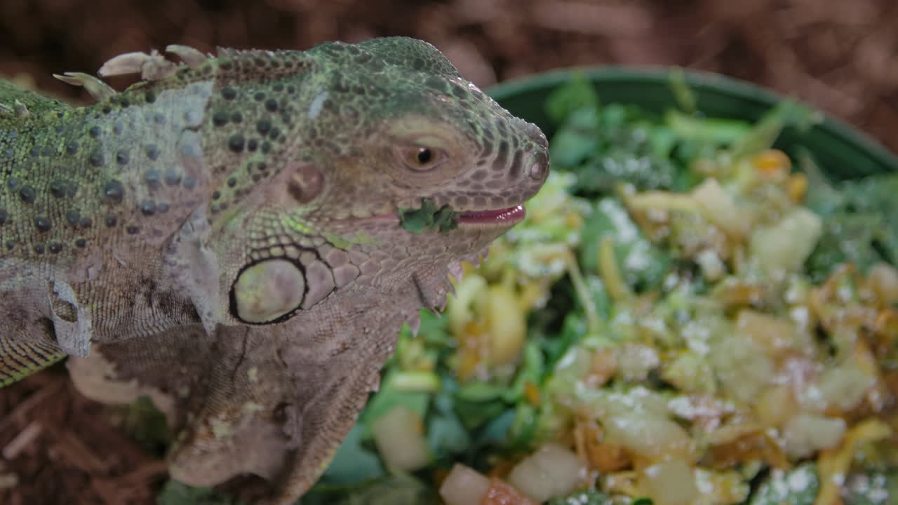 서식지에서 놀랍게 포착된 녹색 이구아나