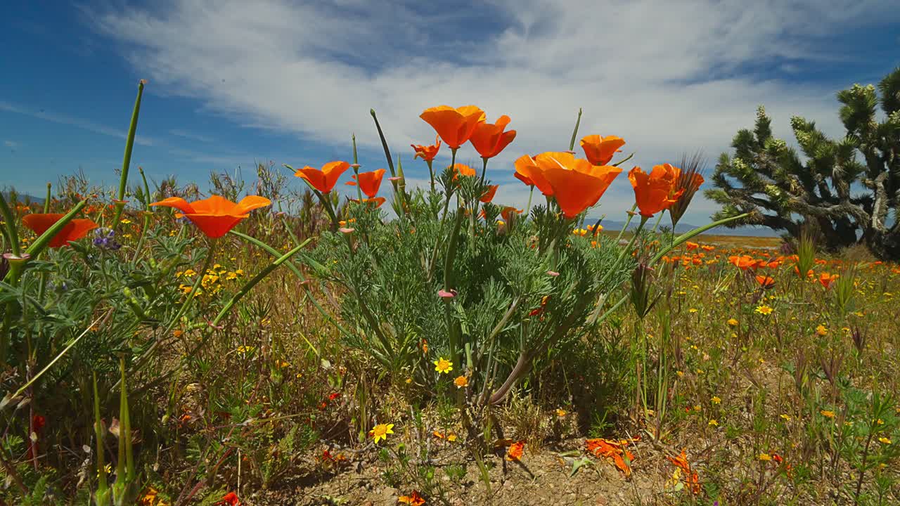Primo piano di papaveri della California (Eschscholzia californica) mossi dal vento nella Valle dell'Antilope, con nuvole sopra e un albero di Giosuè sullo sfondo.
