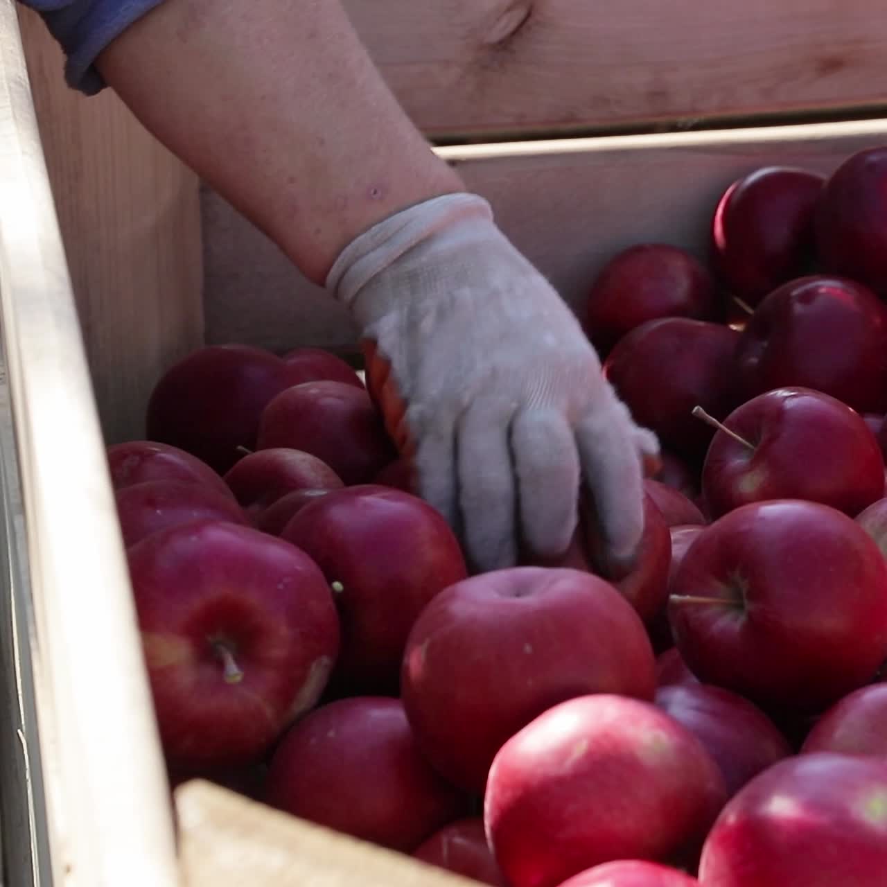 Cart full of apples after picking, workers sorting apples in farm. Juicy red apples, close up