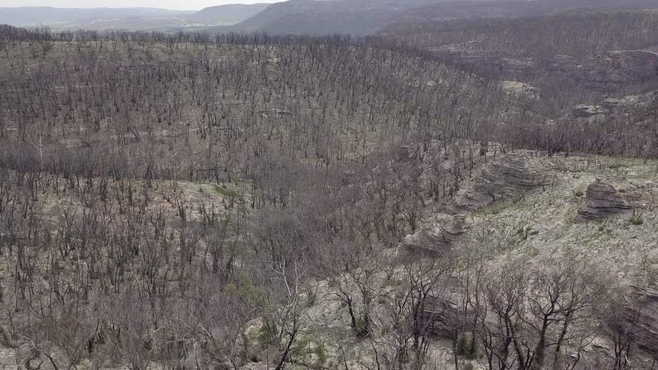 약 8개월 전에 화재로 이 숲이 파괴되었습니다.
