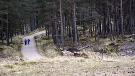 Shot-of-two-hikers-walking-along-a-pathway-in-a-pine-forest