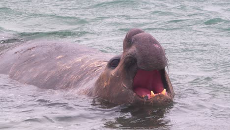 Un-Elefante-Marino-Macho-Grita-En-El-Mar-Mostrando-Sus-Dientes-Mientras-Está-Cubierto-De-Agua.