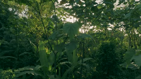 Aerial-shot-of-in--=between-the-dense-forest-and-sun-in-the-background