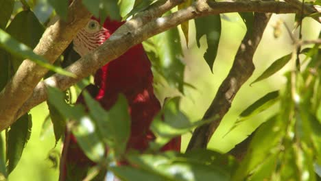 tight closeup of green winged macaw as it turns on the branch showing its brilliant wings through the foliage in the amazon rain forest