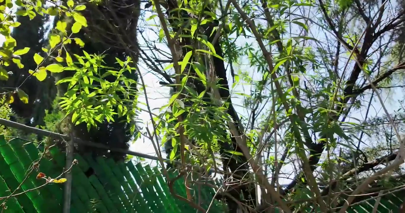 Scatto dettagliato di un giardino domestico a Città del Messico con vegetazione varia, alberi da frutto e pini perimetrali durante una soleggiata giornata primaverile con vibrante luce naturale