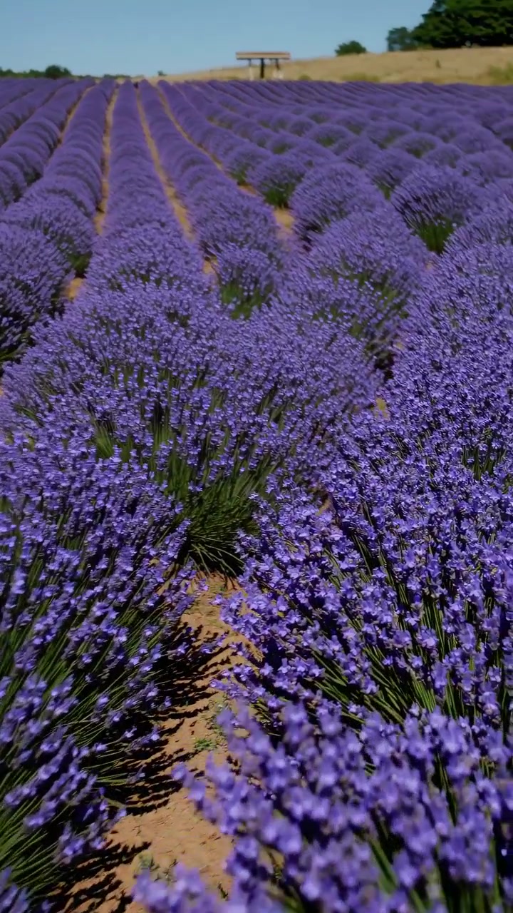 Filari di lavanda in fiore in un campo soleggiato