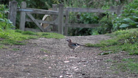 A-Jay-surrounded-by-flying-insects,-feeds-on-a-country-path-before-flying-away-as-people-cycle-ands-walk-past-behind-an-old-wooden-gate-on-a-summer’s-evening