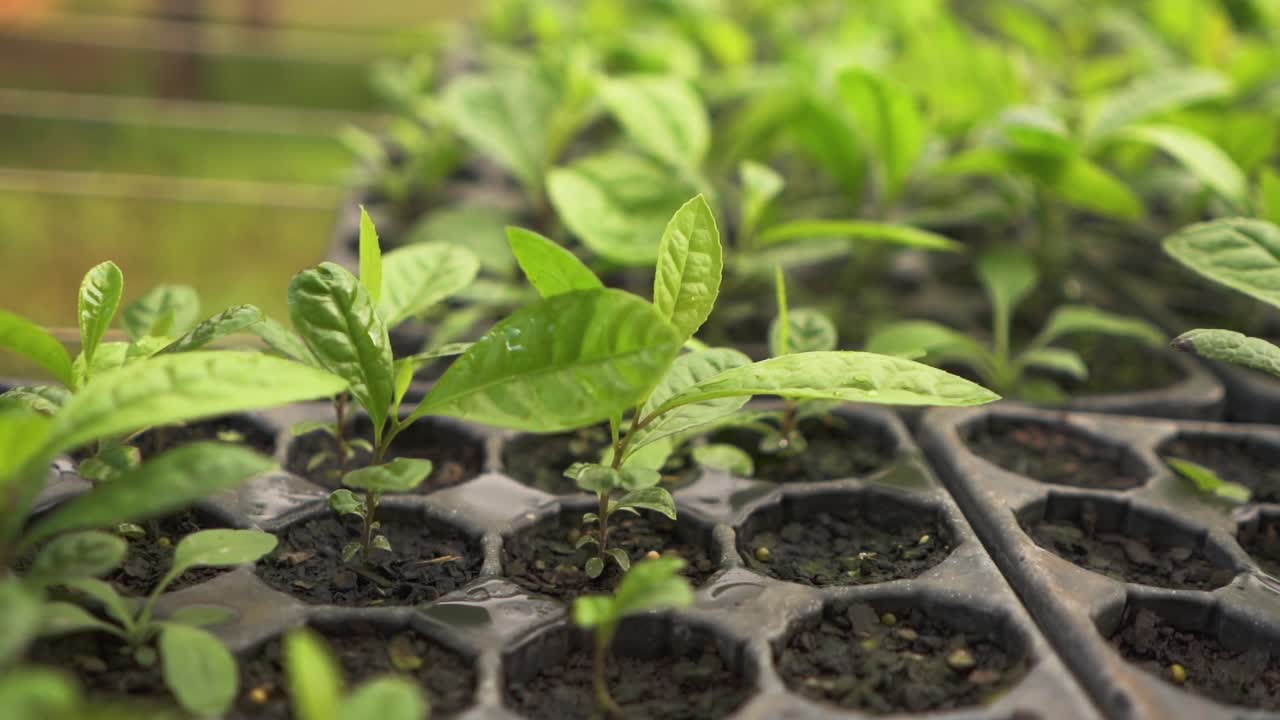 야르바 마테 씨 ⁇  트레이에 작은 성장  ⁇ 이 허브 바람에