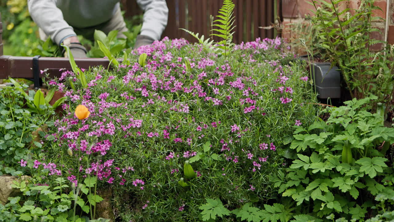 A collection of garden plants and flowers with a gardener