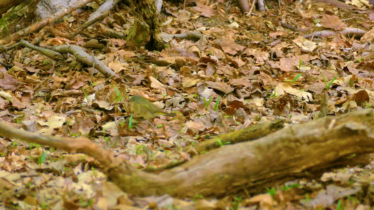 Tennessee Warbler bounces around in leaves searching for hidden crumbs of food and seeds for a pre-winter snack