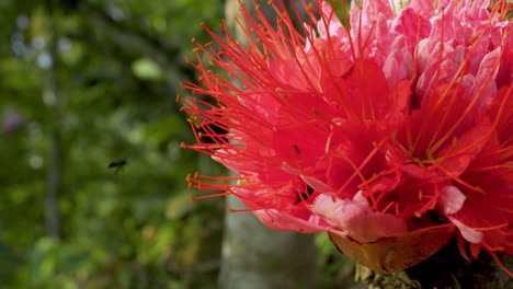 close up of exotic and tropical red flower in jungle of ecuador during sunlight - bee flying and collecting nectar