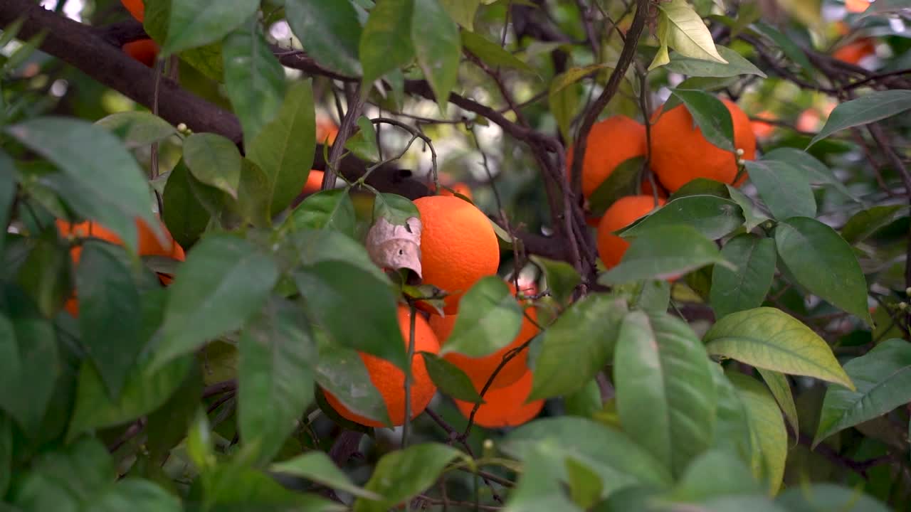 Rotation lente autour d'oranges vives et éclatantes dans un arbre vert.