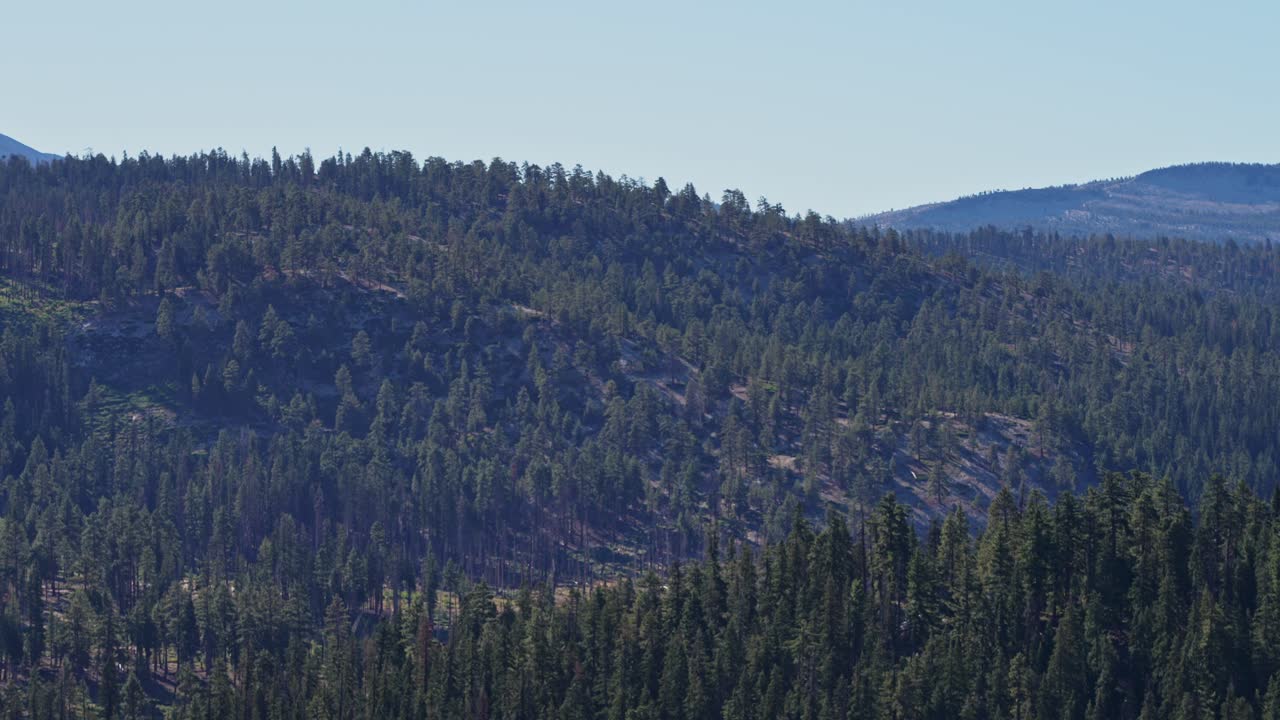 A slow zoom out from a dense cluster of pine trees in Yosemite National Park, highlighting the natural beauty and expansive forest landscape of the area
