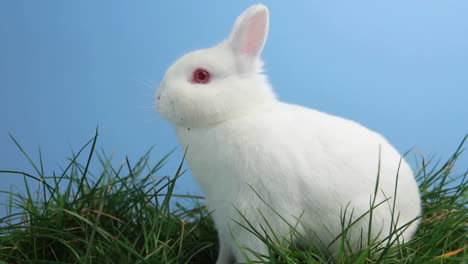 White-bunny-rabbit-sniffing-around-the-grass