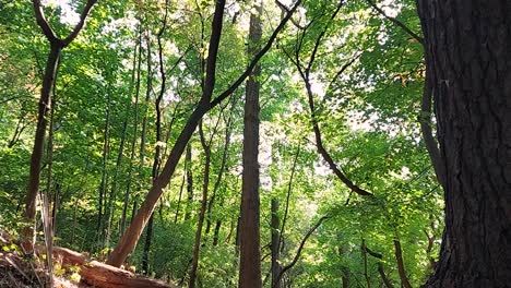 Beautiful-lush-green-forest-early-Autumn,-static