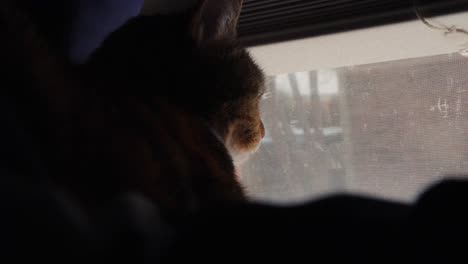 close-up of a cat gazing out the window, representing the concept of domestic pets