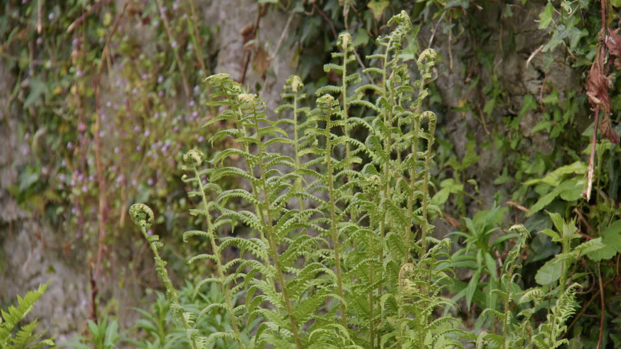 wide Shot of new ferns unfurling next to a stone wall at Cenarth bridge at Cenarth Falls