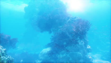 beautiful underwater scene with coral reef and tropical fish