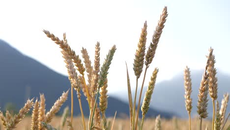 Reifer-Weizen,-Gerste,-Roggenmaisfeld-An-Einem-Windstillen,-Sonnigen-Tag