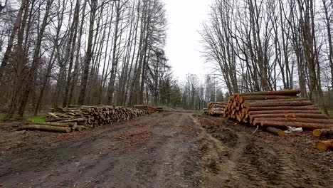 stacks of felled timber tree logs by dirt road in polish forest after industrial cutting in felling site - push in gimbal