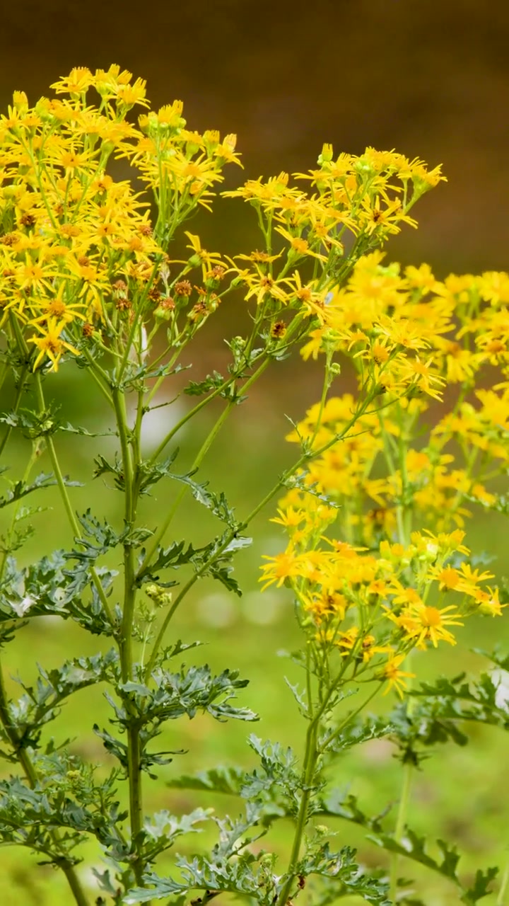 Camera slowly pans right across blooming yellow Packera anonyma in bright natural daylight