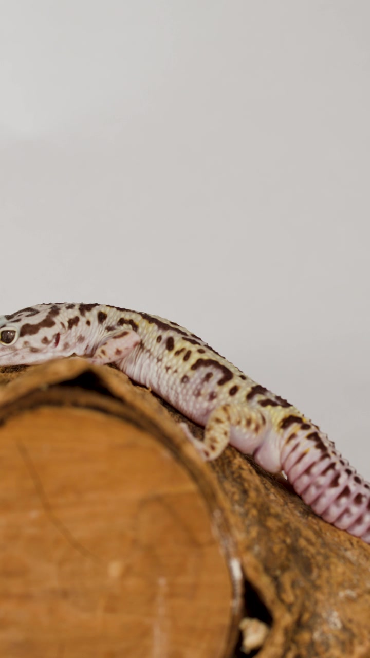 Un geco leopardo abbassa lentamente la testa e si riposa su un tronco con illuminazione da studio.