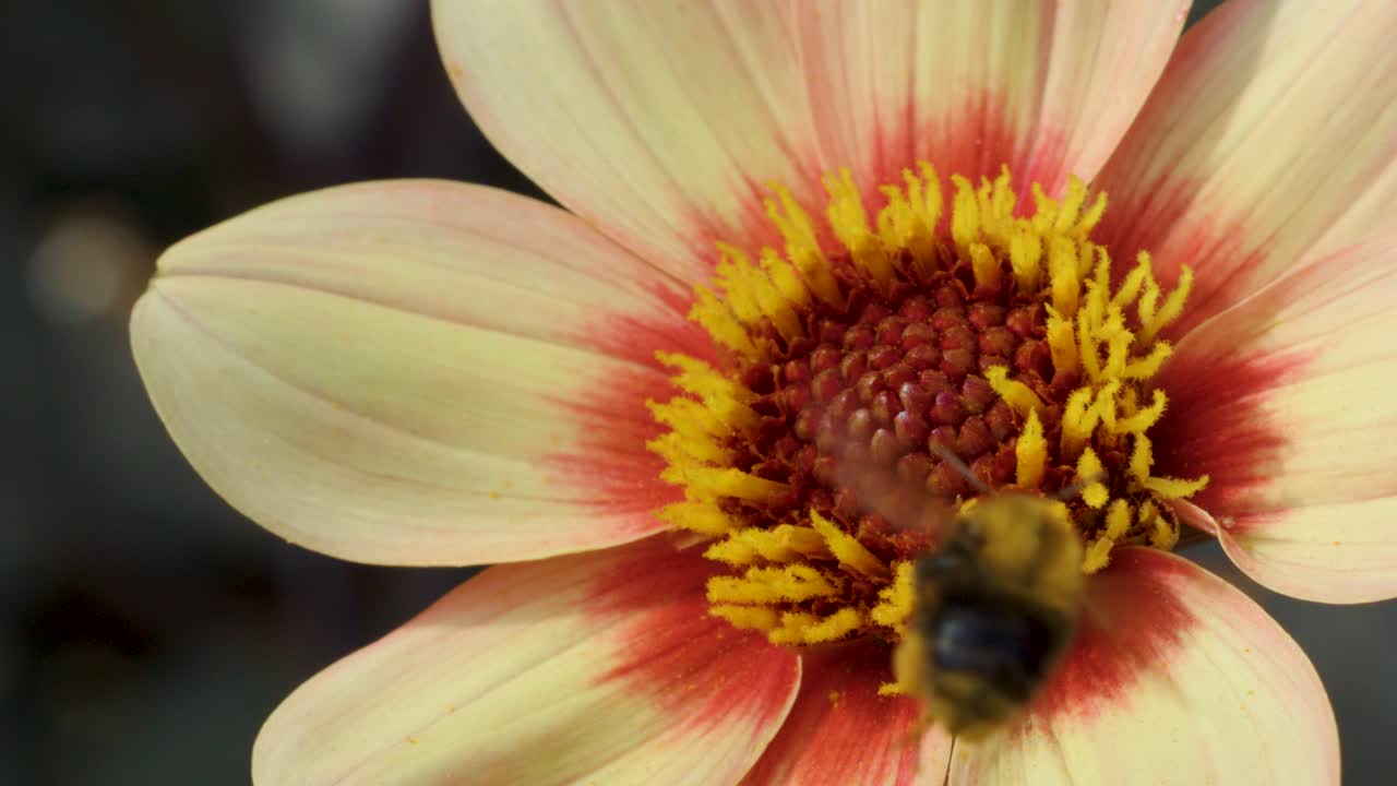 Bee gathers pollen from dahlia flower, macro close-up, natural daylight, shallow depth of field