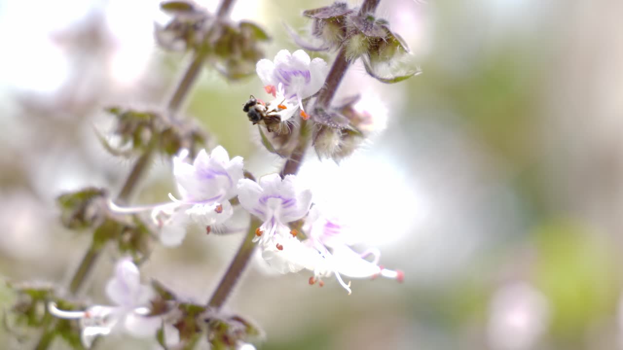 Close Up Of Australian Native Bee Pollinate Flower