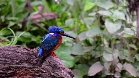 El-Martín-Pescador-De-Orejas-Azules-Es-Un-Pequeño-Martín-Pescador-Que-Se-Encuentra-En-Tailandia-Y-Es-Buscado-Por-Los-Fotógrafos-De-Aves-Debido-A-Sus-Hermosas-Orejas-Azules,-Ya-Que-Es-Una-Pequeña,-Linda-Y-Esponjosa-Bola-De-Plumas-Azules-De-Un-Pájaro