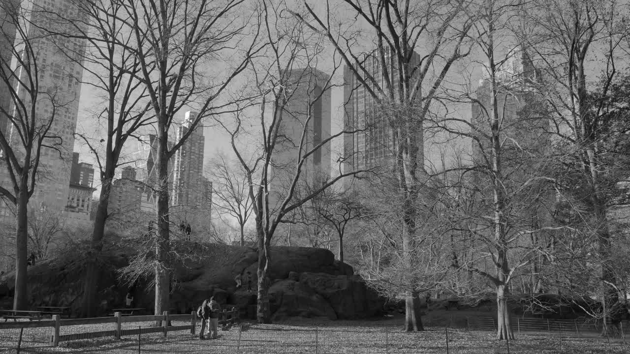 Central Park In Black And White, With Bare Trees And Buildings Basked In Sunlight During Winter In New York