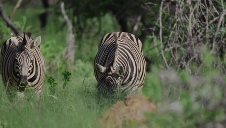 zebras in african grassland