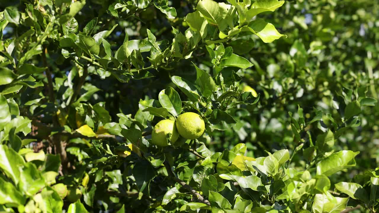 Lemon tree branches gently sway in a sunlit orchard, highlighting vibrant green leaves and fruit under clear skies