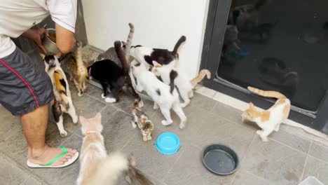 고양이 먹이 시간 건조 식품 알약