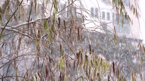 Nieve-Cayendo-Sobre-Un-árbol