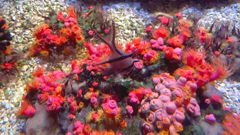 a banggai cardinalfish swimming over a bright and colorful coral