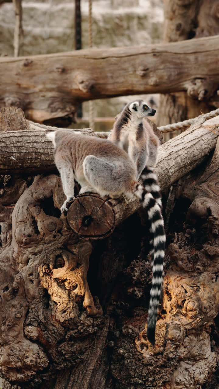 Two Lemurs Sitting on a Tree