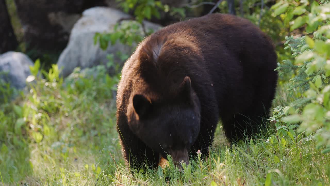 se ve a un oso negro buscando alimento en un claro de hierba dentro de una zona boscosa