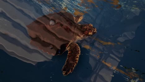 green sea turtle swimming in clear saltwater pond, refuge protects endangered animals