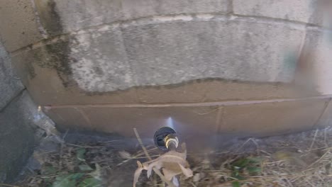 power washing the dirty brick wall at backyard with high pressure washer, pov