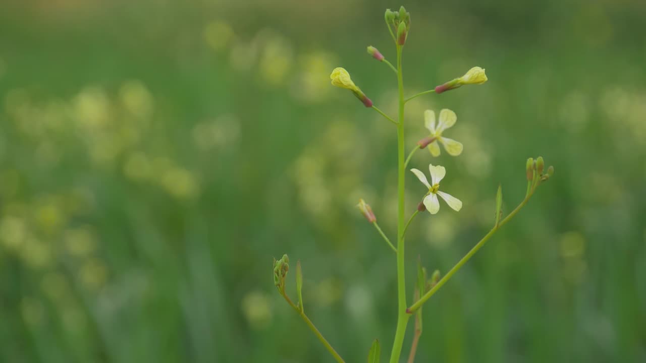 녹색 흐림 배경으로 야생 꽃