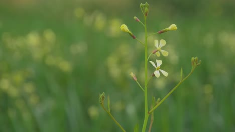 flor silvestre con fondo verde borroso